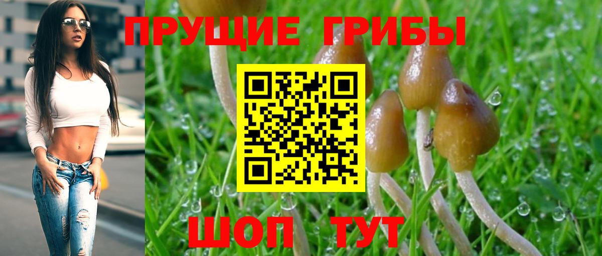 Псилоцибиновые грибы Psilocybe Всеволожск